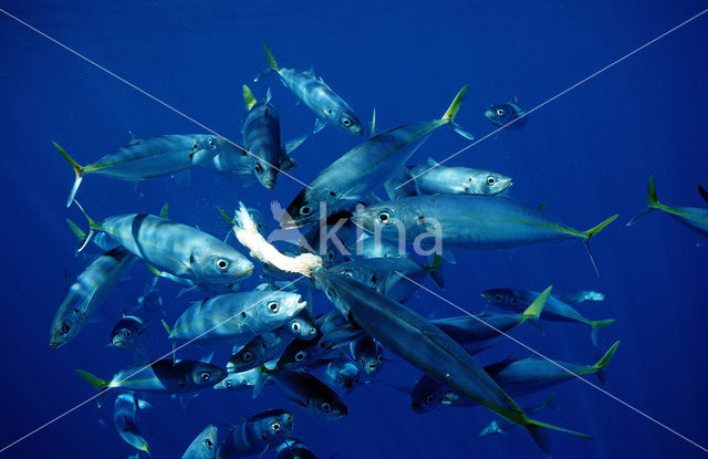 Scad (Decapterus sp.)