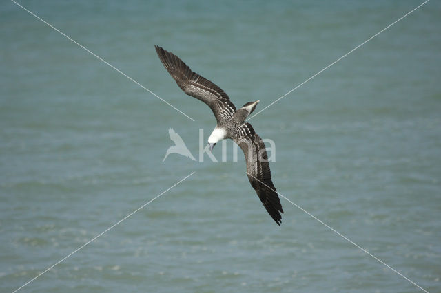 Peruvian Booby (Sula variegata)