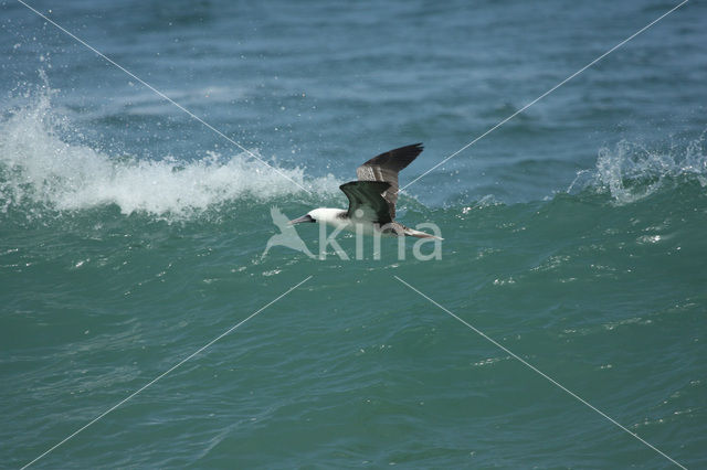 Peruvian Booby (Sula variegata)