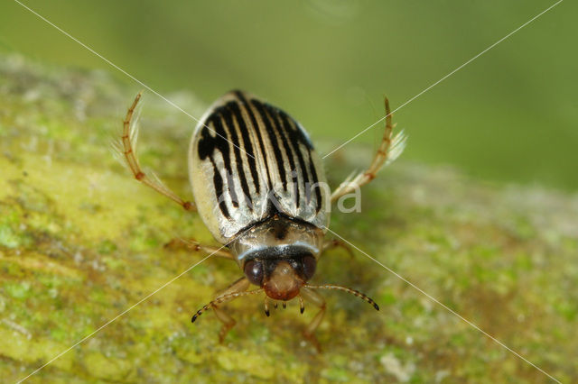 Hygrotus nigrolineatus