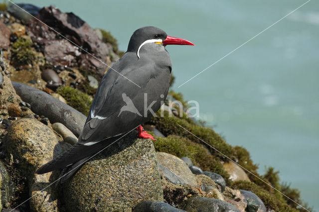 Inca Tern (Larosterna inca)