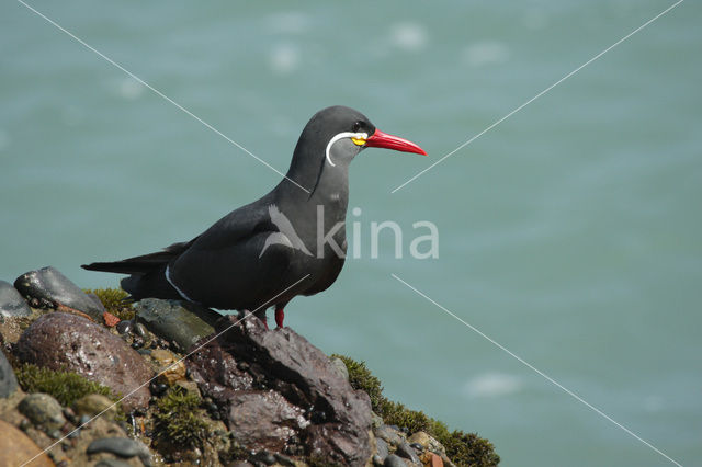 Inca Tern (Larosterna inca)