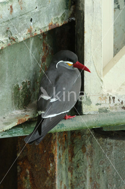 Inca Tern (Larosterna inca)