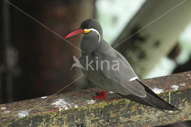 Inca Tern (Larosterna inca)