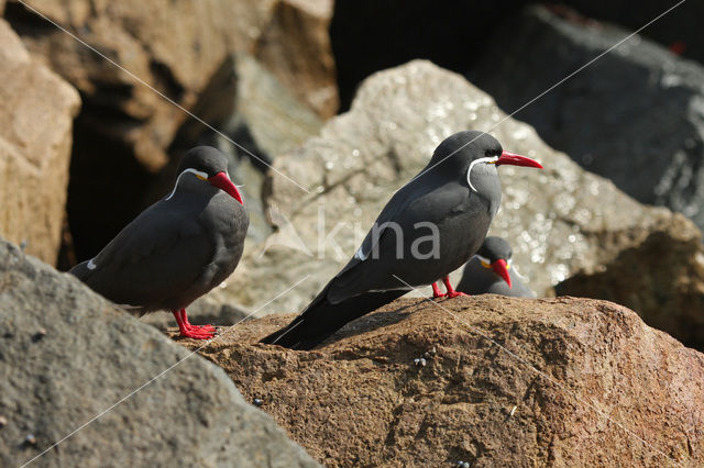 Inca Tern (Larosterna inca)