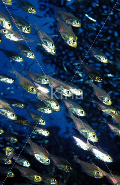 Indische glasvis (Parapriacanthus ransonneti)