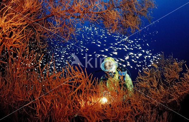 Indische glasvis (Parapriacanthus ransonneti)