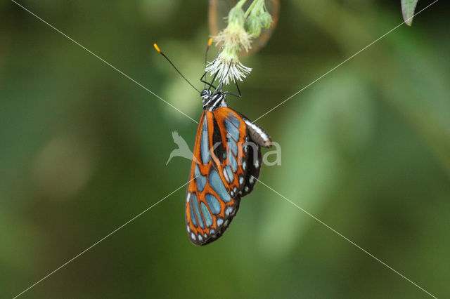 Ithomia cf. eleonora