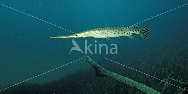 Longnose Gar (Lepisosteus osseus )