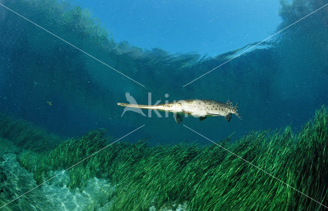Longnose Gar (Lepisosteus osseus )