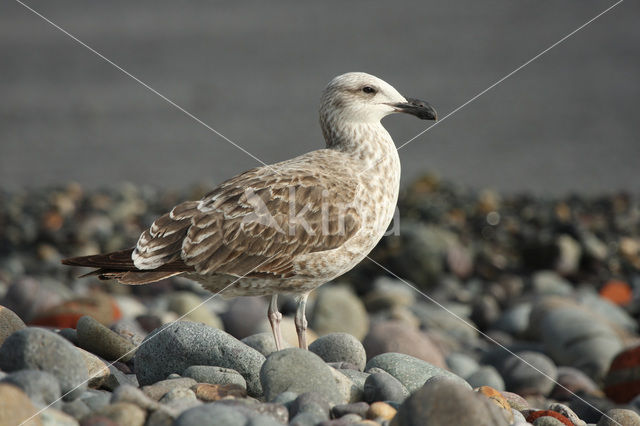 Kelpmeeuw (Larus dominicanus)