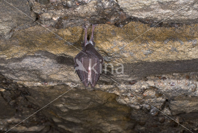 Kleine hoefijzerneus (Rhinolophus hipposideros)