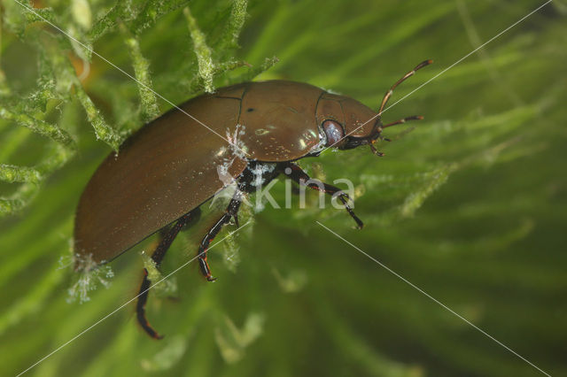 Kleine zwarte watertor (Hydrochara caraboides)