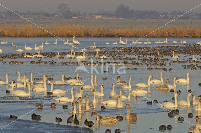 Knobbelzwaan (Cygnus olor)
