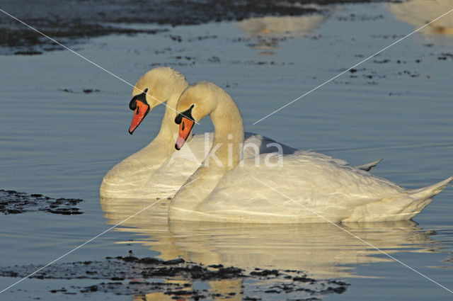 Mute Swan (Cygnus olor)