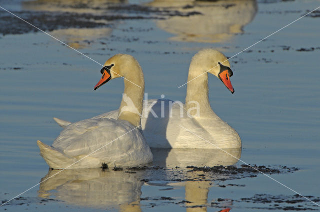 Mute Swan (Cygnus olor)