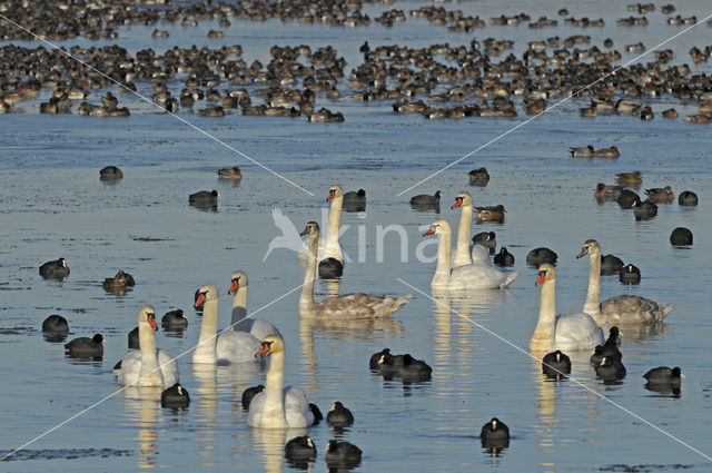 Knobbelzwaan (Cygnus olor)