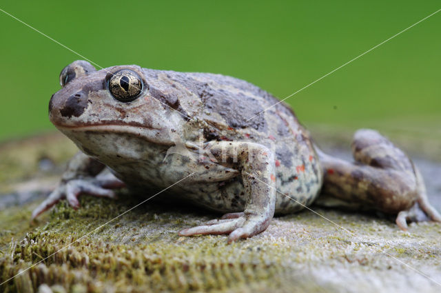 Common Spadefoot Toad (Pelobates fuscus)