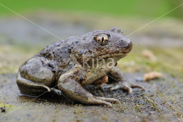 Common Spadefoot Toad (Pelobates fuscus)