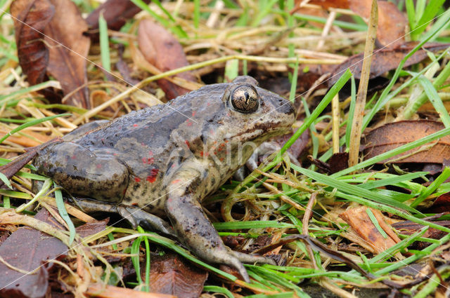 Common Spadefoot Toad (Pelobates fuscus)