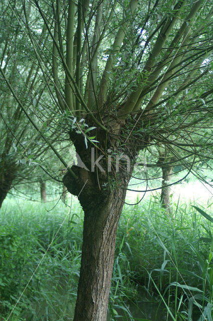 Knotwilg (Salix alba)