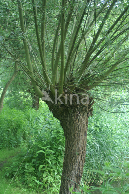 Knotwilg (Salix alba)