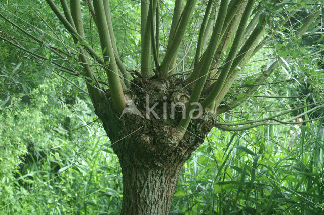 Knotwilg (Salix alba)