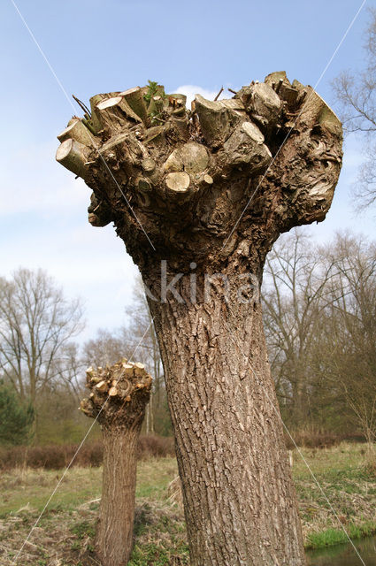 Knotwilg (Salix alba)