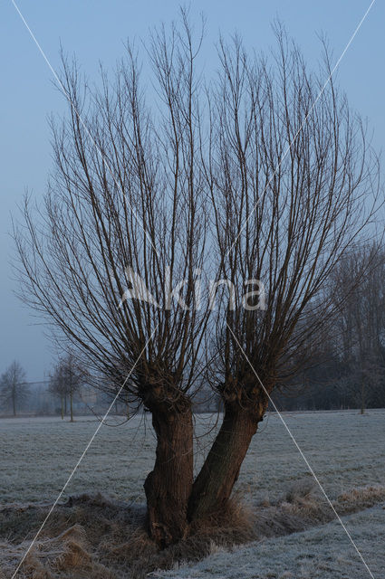 Knotwilg (Salix alba)