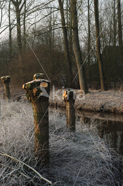 Knotwilg (Salix alba)