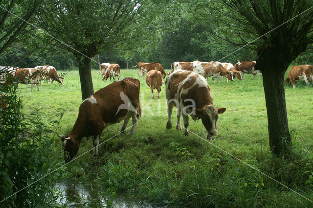 Koe (Bos domesticus)