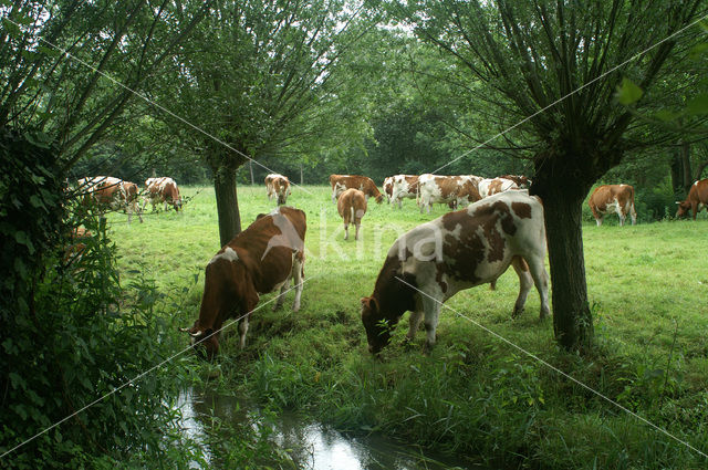 Cow (Bos domesticus)