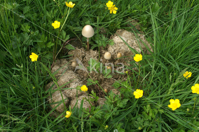 Kruipende boterbloem (Ranunculus repens)