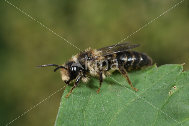 Kruiskruidzandbij (Andrena denticulata)