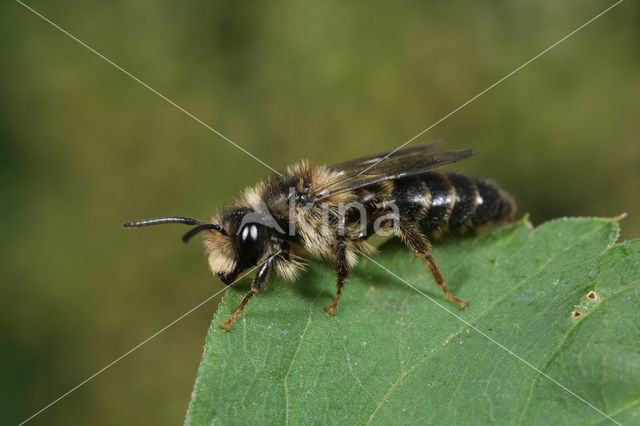 Andrena denticulata