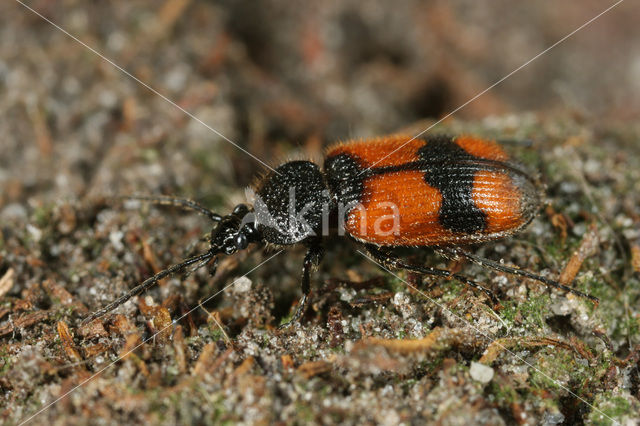 Kruissmalkop (Panagaeus cruxmajor)