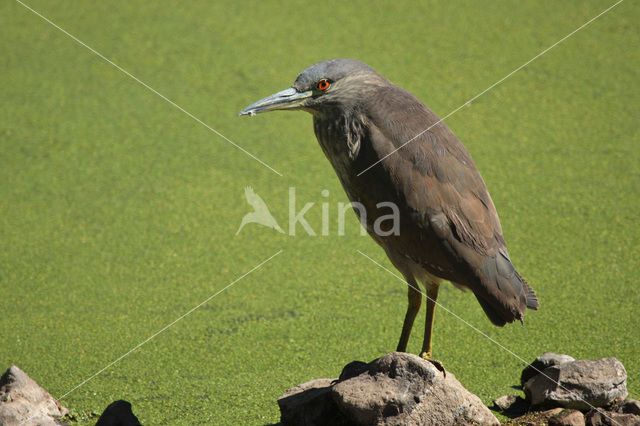 Kwak (Nycticorax nycticorax)