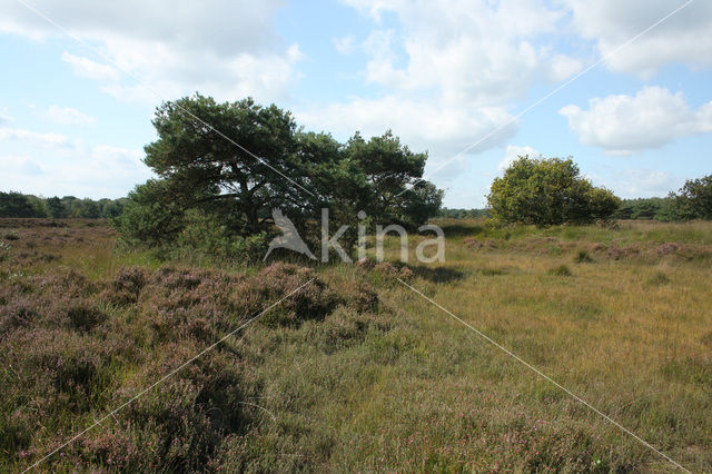 Landgoed Oude Buisse Heide