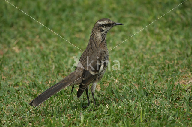 Long-tailed Mockingbird (Mimus longicaudatus)