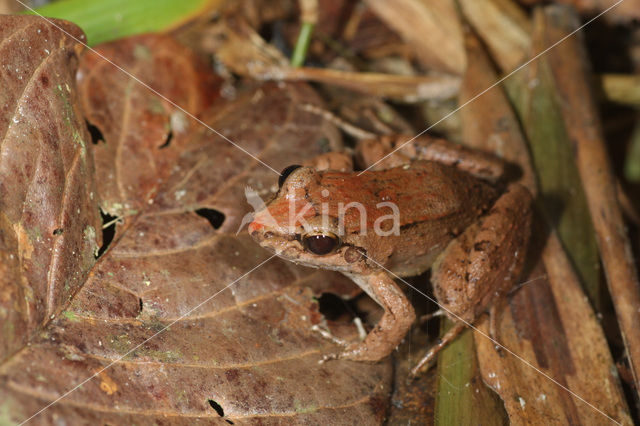 Leptodactylus sp.