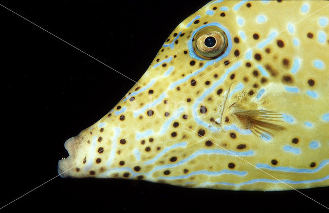 Scrawled Filefish (Aluterus scriptus)