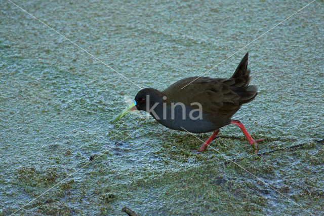 Plumbeous Rail (Pardirallus sanguinolentus)