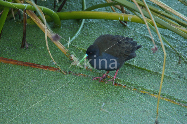 Plumbeous Rail (Pardirallus sanguinolentus)
