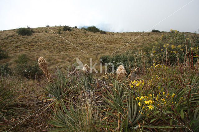 Manu National Park