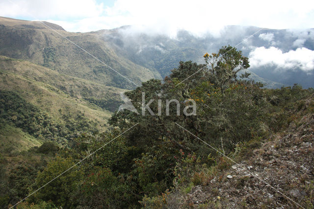 Manu National Park