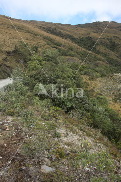 Manu National Park