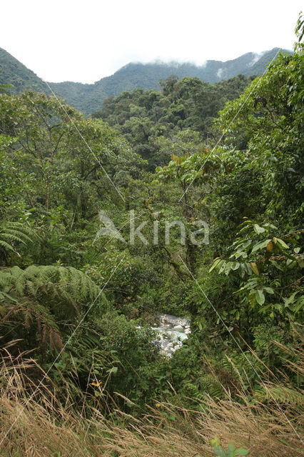 Manu National Park