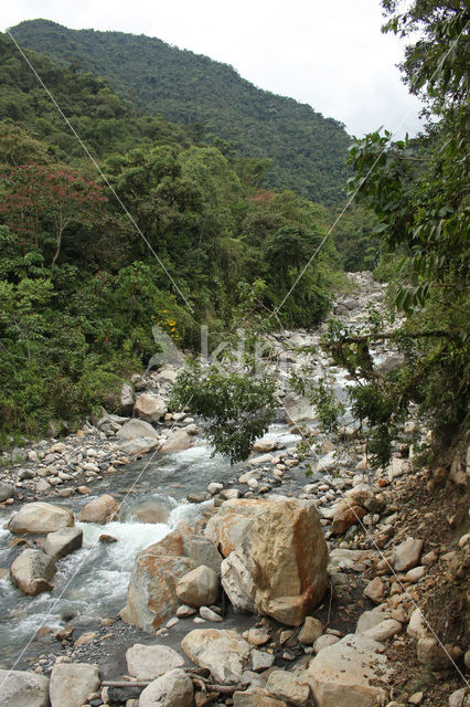 Manu National Park