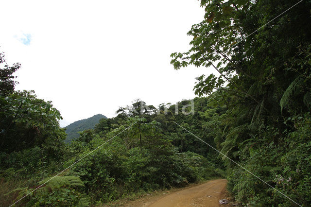 Manu National Park