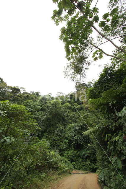 Manu National Park